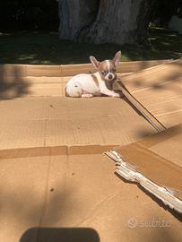 Chihuahu Toy cuccioli maschi