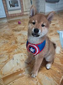 Cucciolo Shiba Inu maschio con pedigree
