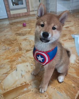 Cucciolo Shiba Inu maschio con pedigree