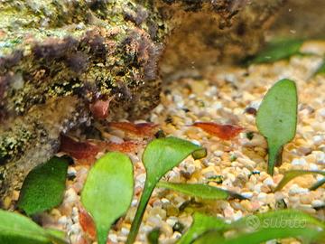 Neocaridine red cherry