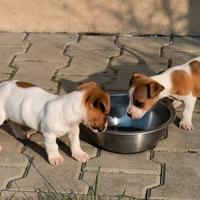 Cucciola jack Russel