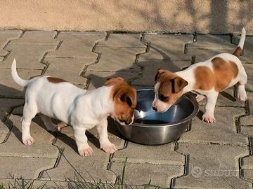 Cucciola jack Russel