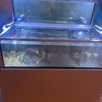 acquario crostacei