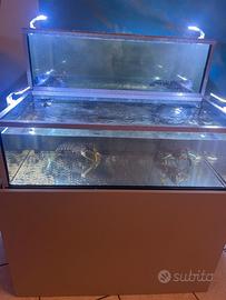 acquario crostacei