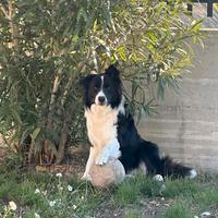 Border Collie maschio per accoppiamento