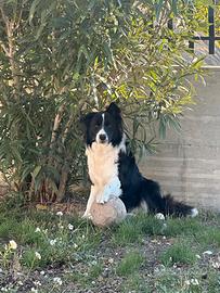 Border Collie maschio per accoppiamento