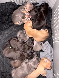 American Pitbull terrier adba