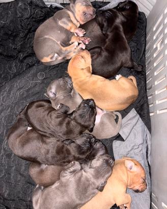 American Pitbull terrier adba