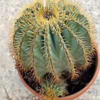 Echinocactus Grusonii 