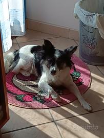 Cagnolina
