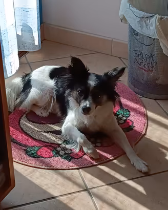 Cagnolina