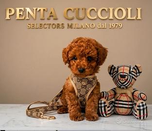 BARBONCINO MASCHIO TOY -80 euro al mese-