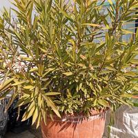 PIANTA DI OLENADRO IN VASO, ALBERO PER GIARDINO