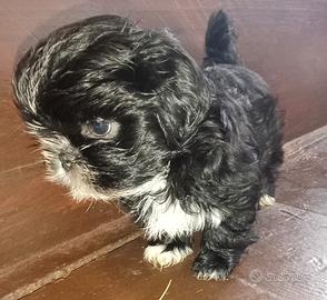 Splendido cucciolo di Shitzu