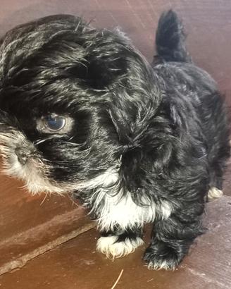 Splendido cucciolo di Shitzu