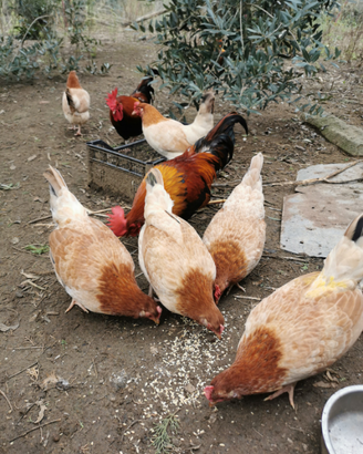 Mugellesi di razza coppie