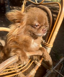Vendita cuccioli di Chihuahua (5) e giovane adulto