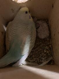 Pappagalli cocoriti colorati