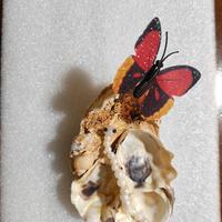 soprammobile realizzato con conchiglie 