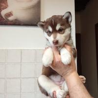 Cuccioli husky occhi blu