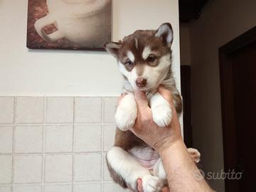 Cuccioli husky occhi blu