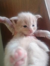 Maine Coon Silver Pedigree