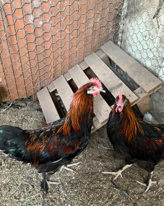 Polli marans