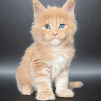 Cucciolo maine coon occhi impari con pedigree