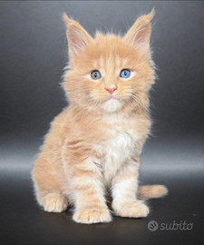 Cucciolo maine coon occhi impari con pedigree