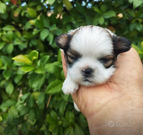 Shith tzu
