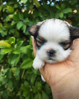 Shith tzu