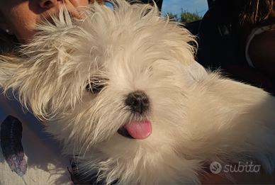 Maltesino