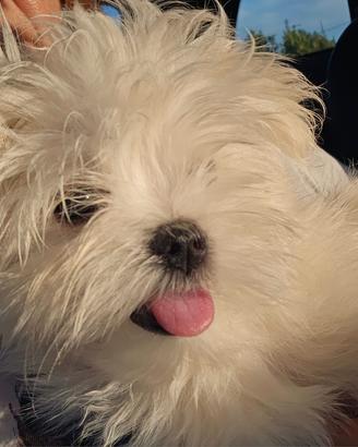 Maltesino