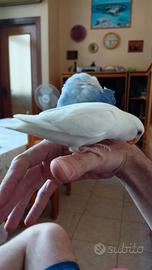 Inseparabili