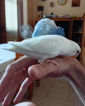 Inseparabili