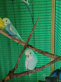 Coppia cocorite