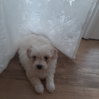 Maltipoo cucciolo