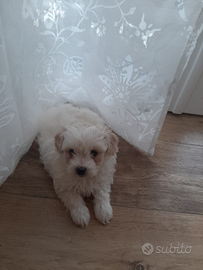 Maltipoo cucciolo