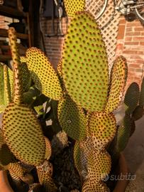 Cactus Opuntia