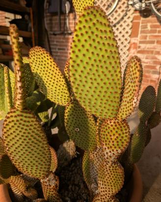 Cactus Opuntia
