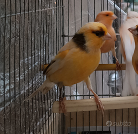 Canarino Macchiato Pezzato