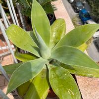 Pianta Agave attenuata