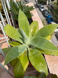 Pianta Agave attenuata