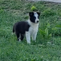 Border collie