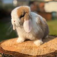 Conigli minilop pura razza