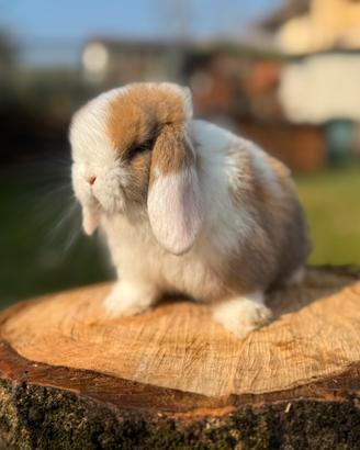 Conigli minilop pura razza