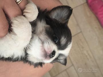 Chihuahua maschiettii