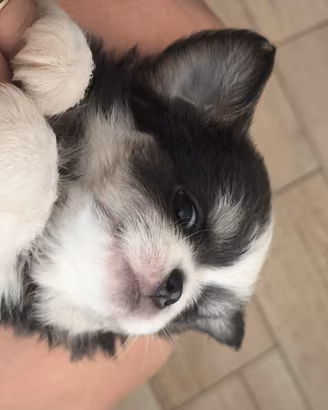 Chihuahua maschiettii