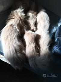 Colli in pelliccia