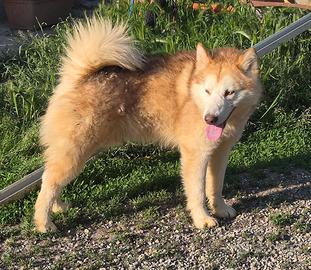 Alaskan Malamute